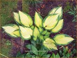 Hosta 'Orange Marmalade' | Hosta, Hartlelie, Funkia | Funkie
