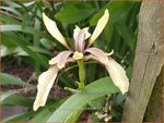 Iris foetidissima 'Citrina' | Stinkende lis, Iris, Lis | &Uuml;belriechende Schwertlilie