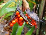 Iris foetidissima 'Citrina' | Stinkende lis, Iris, Lis | &Uuml;belriechende Schwertlilie