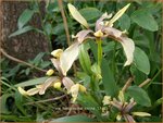 Iris foetidissima 'Citrina' | Stinkende lis, Iris, Lis | &Uuml;belriechende Schwertlilie