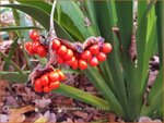 Iris foetidissima 'Citrina' | Stinkende lis, Iris, Lis | &Uuml;belriechende Schwertlilie