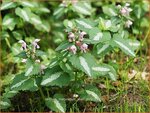 Lamium maculatum 'Shell Pink' | Gevlekte dovenetel, Dovenetel | Gefleckte Taubnessel