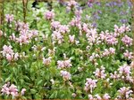 Lamium maculatum 'Shell Pink' | Gevlekte dovenetel, Dovenetel | Gefleckte Taubnessel