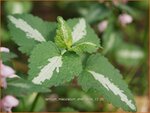 Lamium maculatum 'Shell Pink' | Gevlekte dovenetel, Dovenetel | Gefleckte Taubnessel