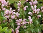 Lamium maculatum 'Shell Pink' | Gevlekte dovenetel, Dovenetel | Gefleckte Taubnessel
