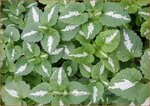 Lamium maculatum 'Shell Pink' | Gevlekte dovenetel, Dovenetel | Gefleckte Taubnessel