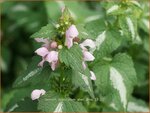 Lamium maculatum 'Shell Pink' | Gevlekte dovenetel, Dovenetel | Gefleckte Taubnessel