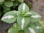 Lamium maculatum 'Shell Pink' | Gevlekte dovenetel, Dovenetel | Gefleckte Taubnessel