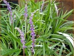 Liriope muscari 'Okina' | Leliegras | Lilientraube