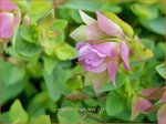 Origanum 'Dingle Fairy' | Hopmarjolein, Majoraan, Marjolein | Rundbl&auml;ttriger Dost