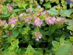 Origanum 'Dingle Fairy' | Hopmarjolein, Majoraan, Marjolein | Rundbl&auml;ttriger Dost
