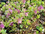 Origanum rotundifolium 'Bellissimo' | Hopmarjolein, Majoraan, Marjolein | Rundbl&auml;ttriger Dost