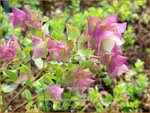 Origanum rotundifolium 'Bellissimo' | Hopmarjolein, Majoraan, Marjolein | Rundbl&auml;ttriger Dost