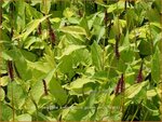 Persicaria amplexicaulis 'Golden Arrow' | Adderwortel, Duizendknoop | Kerzenkn&ouml;terich
