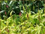 Persicaria amplexicaulis 'Golden Arrow' | Adderwortel, Duizendknoop | Kerzenkn&ouml;terich