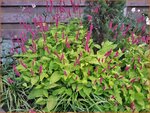 Persicaria amplexicaulis 'Golden Arrow' | Adderwortel, Duizendknoop | Kerzenkn&ouml;terich