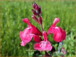 Salvia greggii 'Lipstick' | Salie, Salvia | Herbst-Strauch-Salbei