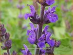 Salvia nemorosa 'Blauk&ouml;nigin' | Bossalie, Salie, Salvia | Steppensalbei