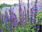 Salvia nemorosa 'Blauk&ouml;nigin' | Bossalie, Salie, Salvia | Steppensalbei