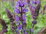 Salvia nemorosa 'Blauk&ouml;nigin' | Bossalie, Salie, Salvia | Steppensalbei