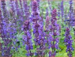 Salvia nemorosa 'Blauk&ouml;nigin' | Bossalie, Salie, Salvia | Steppensalbei