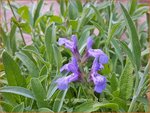 Salvia officinalis 'Grete St&ouml;lzle' | Echte salie, Keukensalie, Salie, Salvia | Echter Salbei