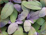 Salvia officinalis 'Purpurascens' | Echte salie, Keukensalie, Salie, Salvia | Echter Salbei