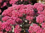 Sedum telephium 'Thunderhead' | Hemelsleutel, Vetkruid | Grosse Fetthenne