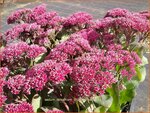 Sedum telephium 'Thunderhead' | Hemelsleutel, Vetkruid | Grosse Fetthenne