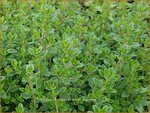 Thymus citriodorus 'Lemon Supreme' | Citroentijm, Tijm | Zitronen-Thymian