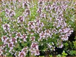 Thymus citriodorus 'Lemon Supreme' | Citroentijm, Tijm | Zitronen-Thymian