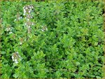 Thymus citriodorus 'Lemon Supreme' | Citroentijm, Tijm | Zitronen-Thymian