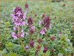 Thymus praecox | Kruiptijm, Tijm | Fr&uuml;hbl&uuml;hender Thymian