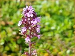 Thymus pulegioides 'Tabor' | Grote tijm, Tijm | Feld-Thymian