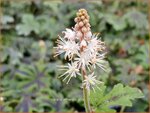 Tiarella 'Emerald Ellie' | Schuimbloem, Perzische muts | Schaumbl&uuml;te