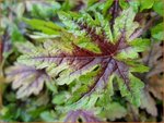 Tiarella 'Sugar and Spice' | Schuimbloem, Perzische muts | Schaumbl&uuml;te