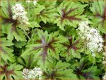 Tiarella 'Sugar and Spice' | Schuimbloem, Perzische muts | Schaumbl&uuml;te