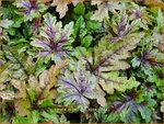 Tiarella 'Sugar and Spice' | Schuimbloem, Perzische muts | Schaumbl&uuml;te
