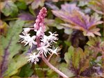 Tiarella 'Sugar and Spice' | Schuimbloem, Perzische muts | Schaumbl&uuml;te