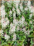 Tiarella 'Sugar and Spice' | Schuimbloem, Perzische muts | Schaumbl&uuml;te