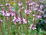 Verbena hastata 'Rosea' | Blauwe verbena, IJzerhard | Spie&szlig;f&ouml;rmiges Eisenkraut | Blue Vervain