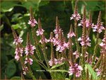 Verbena hastata 'Rosea' | Blauwe verbena, IJzerhard | Spie&szlig;f&ouml;rmiges Eisenkraut | Blue Vervain