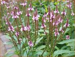 Verbena hastata 'Rosea' | Blauwe verbena, IJzerhard | Spie&szlig;f&ouml;rmiges Eisenkraut | Blue Vervain
