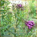 Vernonia crinita 'Mammuth' | IJzerkruid | Arkansas-Scheinaster