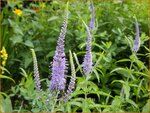 Veronica longifolia | Lange ereprijs, Ereprijs | Langbl&auml;ttriger Ehrenpreis