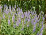 Veronica longifolia | Lange ereprijs, Ereprijs | Langbl&auml;ttriger Ehrenpreis
