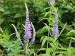 Veronica longifolia | Lange ereprijs, Ereprijs | Langbl&auml;ttriger Ehrenpreis