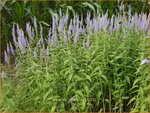 Veronica longifolia | Lange ereprijs, Ereprijs | Langbl&auml;ttriger Ehrenpreis