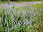 Veronica longifolia | Lange ereprijs, Ereprijs | Langbl&auml;ttriger Ehrenpreis