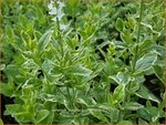 Veronica longifolia 'Charlotte' | Lange ereprijs, Ereprijs | Langbl&auml;ttriger Ehrenpreis